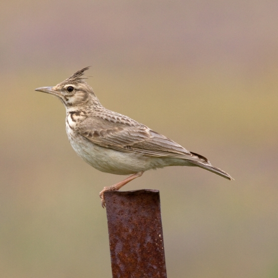 Crested Lark | BTO - British Trust for Ornithology